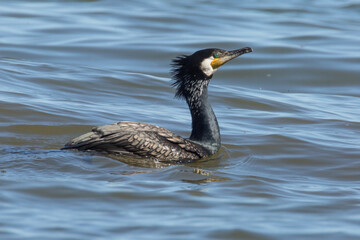 cormorant on water