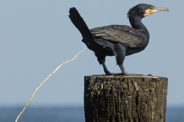 defecation of black cormorant
