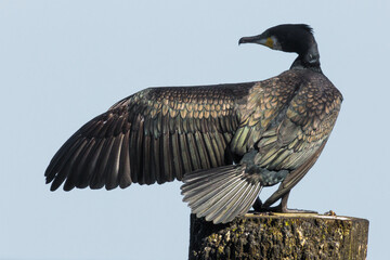 cormorant presenting his wing, phalacrocorax carbo