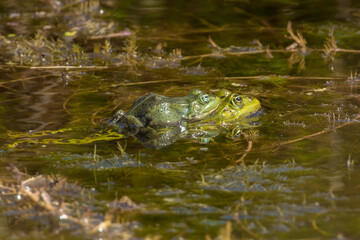 amplexus, two frogs copulating, 