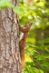 squirrel on a tree