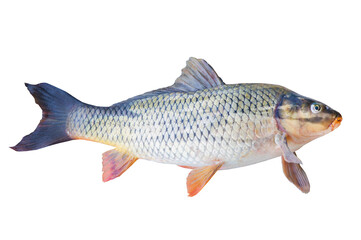 Carp fish isolated on transparent background