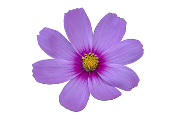 Purple cosmos flower view from the top isolated on transparent background