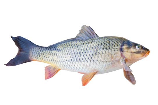 Carp fish isolated on transparent background