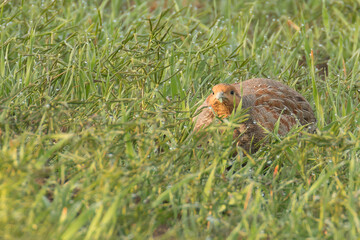 grey partridge (Perdix perdix) in the grass