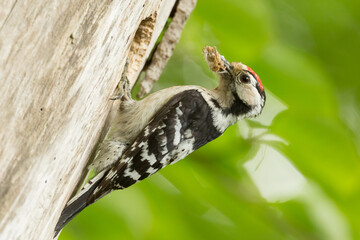 hollow of woodpecker, feeding chicks, lesser spotted woodpecker, dryobates minor