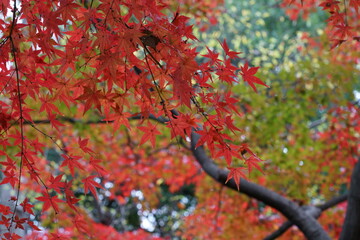 カラフルに紅葉した秋のカエデ
