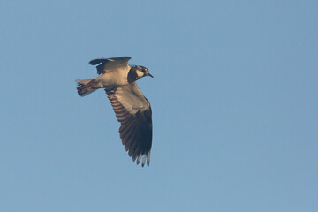 lapwing in flight, vanellus vanellus, 