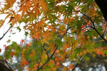 カラフルに紅葉した秋のカエデ