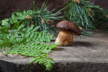 Single Imleria Badia or Boletus badius mushroom commonly known as the bay bolete on vintage wooden background..