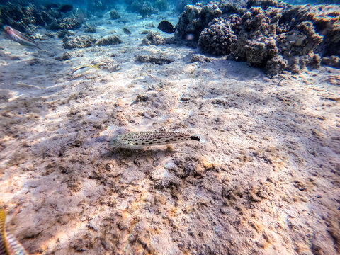 Speckled sandperch fish (Parapercis hexophthalma) on sand at coral reef..