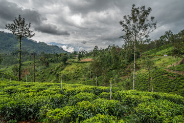 Fototapeta na wymiar beautiful tea plantations in the mountains. Sri Lanka