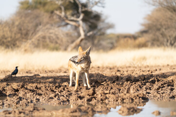 Fototapeta na wymiar A jackal searching for prey in the grasslands of the Kalahari Desert in Namibia.