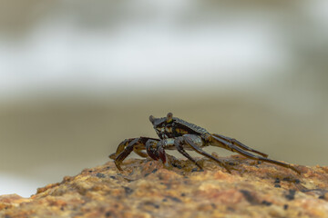 beautiful big crab crawling on a rock. indian ocean sri lanka