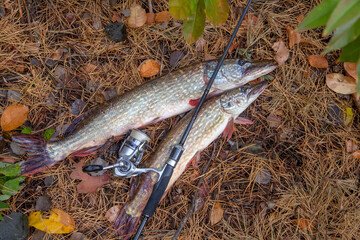 Freshwater pike fish. Two freshwater pike fish and fishing rod with reel on yellow leaves at autumn...