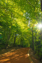 Fototapeta na wymiar Belgrad forest in Istanbul. Jog or hike trail in the forest.