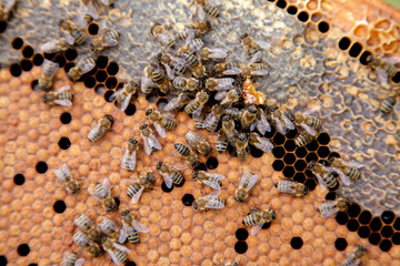 Working bees in a hive on honeycomb. Bees inside hive with sealed and open cells for their young..