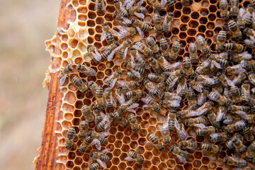 Working bees in a hive on honeycomb. Bees inside hive with sealed and open cells for their young..