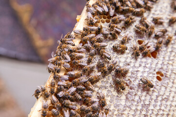 Close up view of working bees on honeycomb with sweet honey..