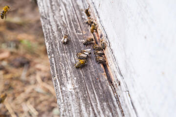 Swarming bees at the entrance of white beehive in apiary..