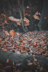 Close up flying leaves in autumn forest concept photo. Fall season. Front view photography with tranquil wood on background. High quality picture for wallpaper, travel blog, magazine, article