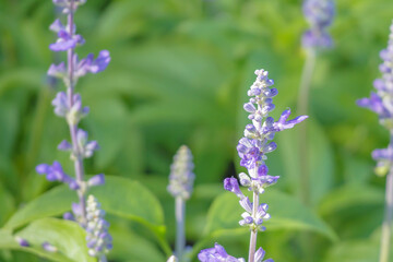 Obraz premium violet lavender in the garden field