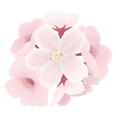 Fototapeta na wymiar リアルな桜の花の水彩イラスト　透過