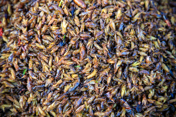 Fried Insects Bugs Street Food