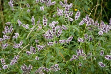 Mentha longifolia or horse mint © Wiert