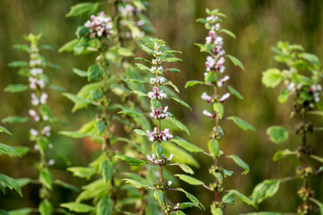 Leonurus cardiaca - motherwort