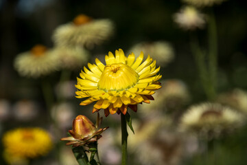 Bracteantha bracteata