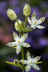 Close up of the flowers of the beautiful Swertia bimaculata