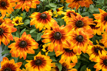 Rudbeckia 'Luna'