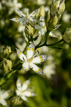 The beautiful Swertia bimaculata