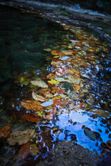 Close up autumn leaves in shallow river concept photo. Nature beauty. Side view photography with creek bank on background. High quality picture for wallpaper, travel blog, magazine, article