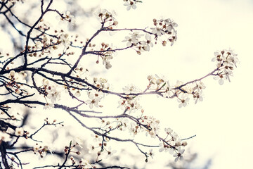 Fototapeta na wymiar Close up cherry tree blossom on branches concept photo. Spring garden. Front view photography with grey sky on background. High quality picture for wallpaper, travel blog, magazine, article