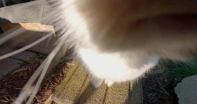 Hasen im Hasengehege