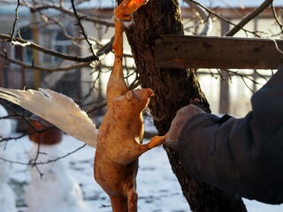 A man hangs a goose carcass without feathers and singes it with fire at home. Preparing a goose carcass for cooking it on a festive Christmas table.