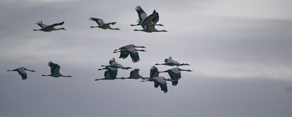 grue cendrée - grus grus- gruidés
