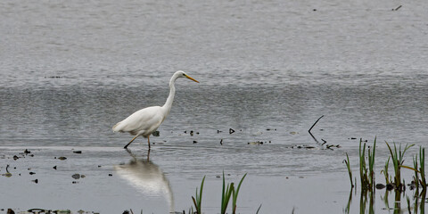 grande aigrette - ardea alba - ardeidae.