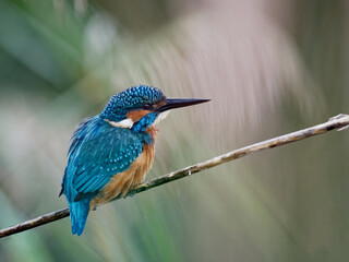 martin-pêcheur d'europe - alcedo atthis - alcedinidae, 