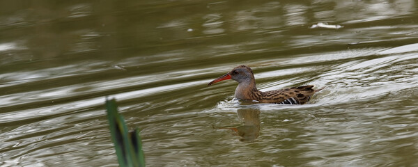 râle d'eau - rallus aquaticus