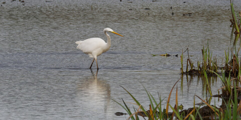 grande aigrette - ardea alba - ardeidae.