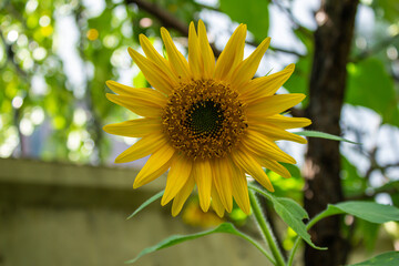 Sunflower in the garden