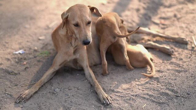 Stray Dog mother and her babies, Street dogs playing, animal relationship