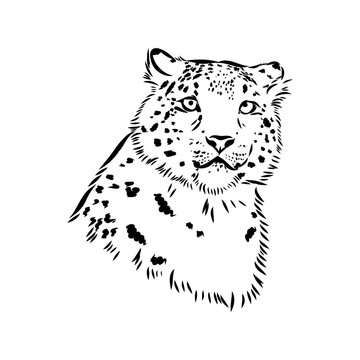 Snow leopard , hand drawn doodle, sketch in pop art style, vector illustration