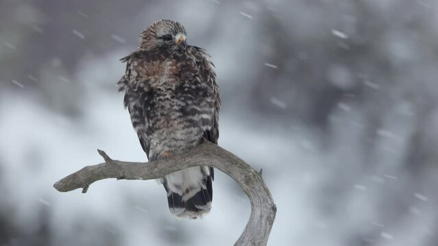 Myszoł&oacute;w włochaty (Buteo lagopus) w padającym śniegu