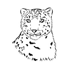 Snow leopard , hand drawn doodle, sketch in pop art style, vector illustration