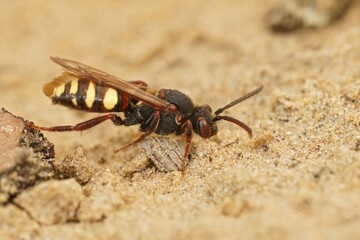 Closeup on a female Early nomad cuckoo bee, Nomada leucopthalma sitting on sandy ground