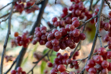 Shepherd's berries are a family of Suckers. American sea buckthorn.